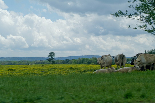 alabama Kırsal