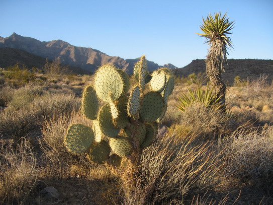 Mojave Desert