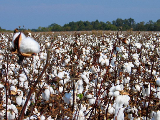 Cotton Fields