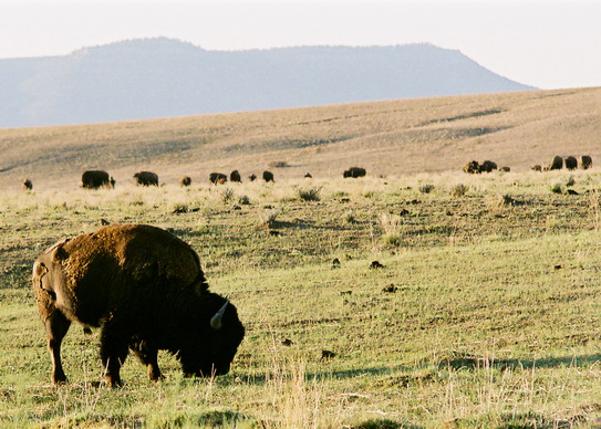 New Mexico