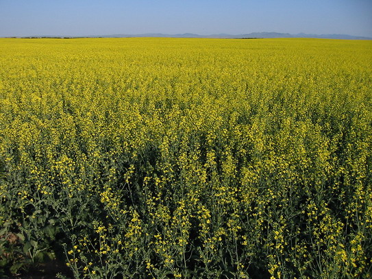 South-Dakota