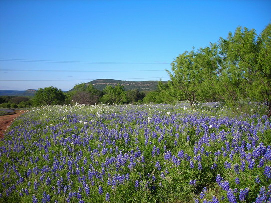 Texas