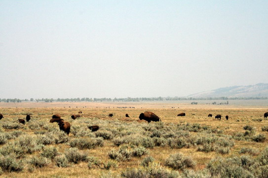 Grand Teton